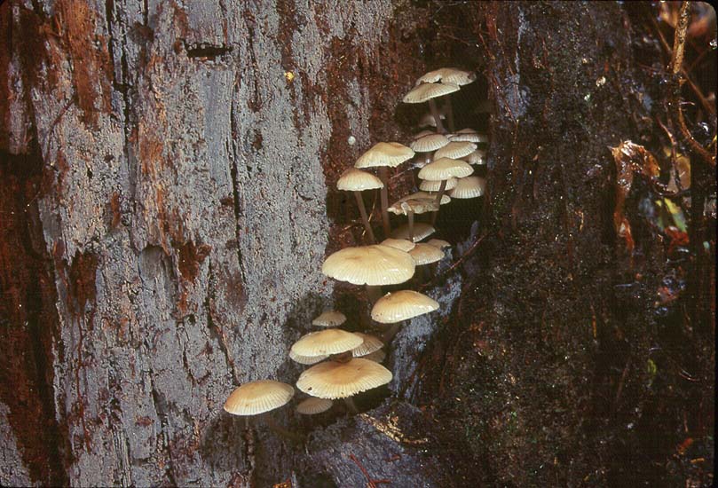 Mycena maculata